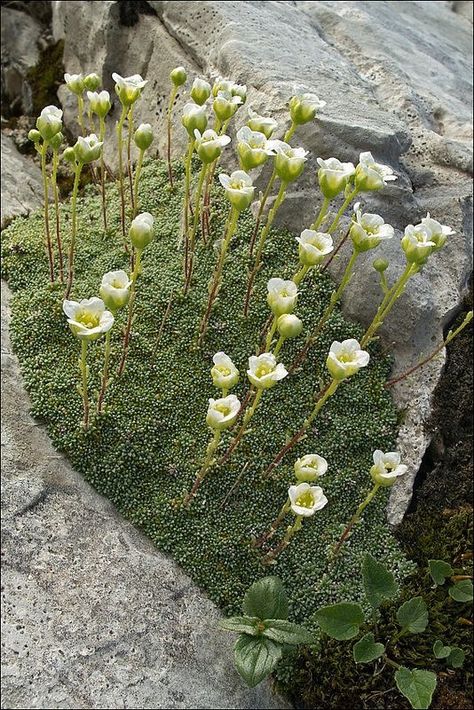 Rockery Garden, Linz Austria, Alpine Flowers, Alpine Garden, Julian Alps, Rock Garden Plants, Rock Flowers, Alpine Plants, Rock Garden Landscaping