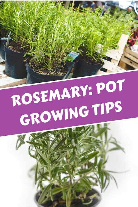 Achieve thriving rosemary plants in containers by choosing the appropriate-sized pots, using well-draining soil, and providing ample sunlight. Discover expert tips on propagating from cuttings, proper watering and fertilization techniques, correct pruning methods, and effective pest management strategies to ensure a flourishing herb garden. Master the art of container gardening with aromatic rosemary! How To Grow Rosemary In A Pot, How To Grow Rosemary Indoors, Pruning Rosemary, Rosemary In Pots, Propagating Rosemary, Prune Rosemary, Growing Rosemary Indoors, Dandelion Uses, Propagate Rosemary