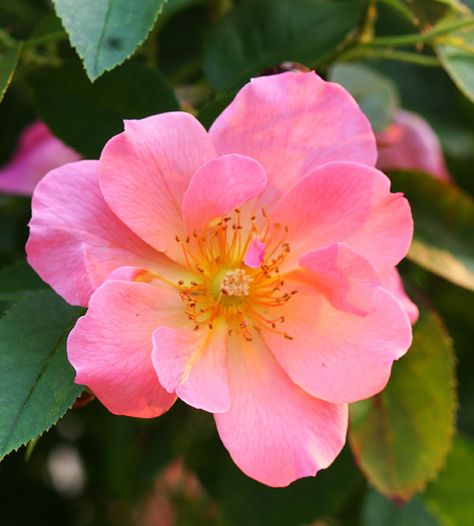 Photos Of Roses, Rose Garden Landscape, Small Pink Flowers, Fragrant Roses, Shrub Roses, Simple Rose, Plant Diseases, Have Inspiration, Rose Bush