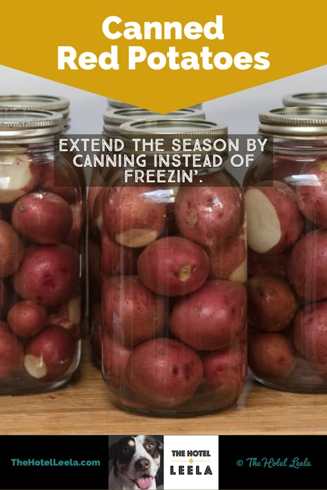 Canning For Winter, Pressure Canning Red Potatoes, Canning Red Potatoes Pressure Cooker, How To Can Red Potatoes, Canning Must Haves, Preserved Potatoes, Canning New Potatoes, Canning Potatoes With Skin On, Potato Canning Recipes