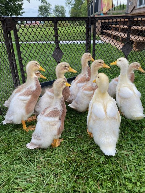 How did this happen? These ducklings were hatched from eggs bought from a Saxony duck breeder. I've been to this farm and there are only Saxony ducks on the property. The only explanation is a throwback to the German Pekin, one of the three breeds used to create the Saxony breed. I've incubated hundreds of Saxony eggs and on occassion there have been ducklings lighter in colour but always with the distinct facial lines and other plumage characteristic of the Saxony. Saxony Ducks, Farm Ducks, Farm Goals, Pekin Duck, Ireland Aesthetic, Duck Breeds, Cute Chicken Coops, Duck Farming, Runner Ducks