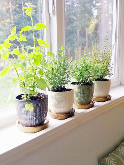 Herbs Plants In Kitchen, Herb Pots In Kitchen, Indoor Herb Garden Ideas Kitchens, Window Spice Garden, Herbs On Kitchen Window Sill, Spice Plants Herbs Garden, Window Ledge Herb Garden, Plant Decor Windowsill, Window Sill Herb Garden Indoor