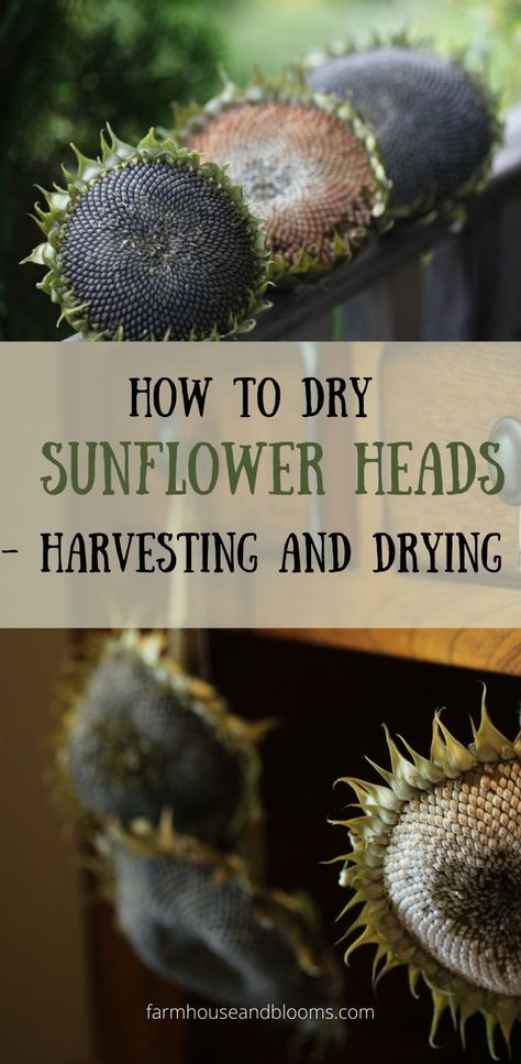 two pictures of sunflower heads drying Harvesting Sunflower Seeds To Eat, How To Dry Out Sunflowers For Seeds, How To Dry Sunflower Seeds, Saving Sunflower Seeds, How To Process Sunflower Seeds, Dried Sunflower Heads, Sunflower Head Recipe, How To Harvest Sunflower Seeds To Plant, Drying Sunflowers For Seeds