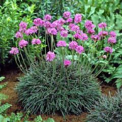 Boulevard Garden, Armeria Maritima, Sea Thrift, Front Yard Plants, Fairy Garden Plants, Rock Garden Plants, Backyard Plants, Sun Garden, Coastal Gardens