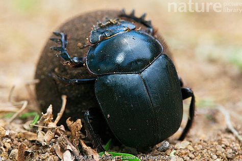 Dung Beetle, Beetle Art, Sketch Painting, Beetles, Flora And Fauna, Big Cats, Linocut, Ants, Riding Helmets