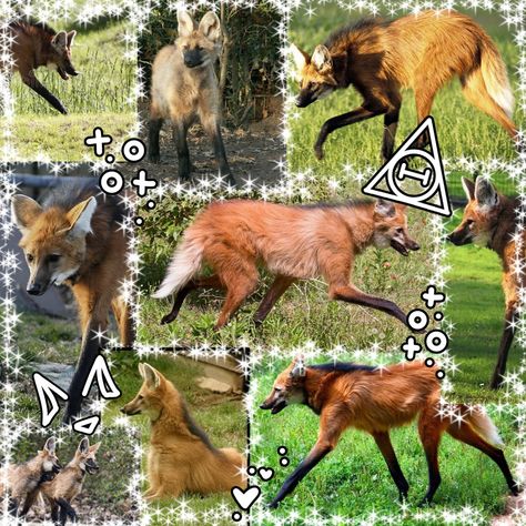 Maned Wolf Aesthetic, Maned Wolf Therian Mask, Russian Mask, Alterhuman Identities, Therian Pictures, Maned Wolf Therian, Bird Therian, Maned Wolf Art, Therian Types