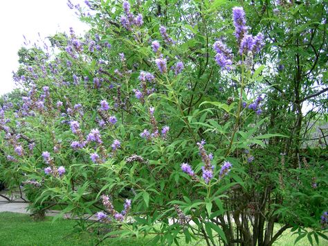 Chaste tree trimming is an important part of caring for the tree. Once you know when and how to prune chaste trees, you can keep them looking neat and blooming all summer. This article has more information. Vitex Tree, Texas Trees, Agnus Castus, Chaste Tree, Low Water Gardening, Tree Pruning, Ornamental Trees, Tree Trimming, Tree Care