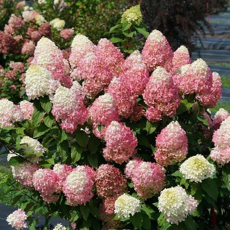 QUICK FIRE FAB® Panicle Hydrangea - Proven Winners ColorChoice Flowering Shrubs Quick Fire Hydrangea, Hydrangea Season, Proven Winners Plants, Rose Fertilizer, Smooth Hydrangea, Panicle Hydrangea, Hydrangea Bloom, Buy Plants Online, Hydrangea Paniculata