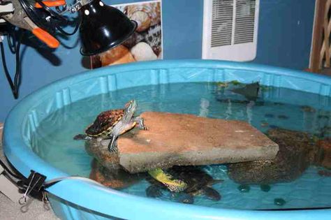 baby pool Turtle Homes Ideas, Pet Turtle Care, Aquatic Turtle Tank, Pond Habitat, Turtle Enclosure, Turtle Terrarium, Turtle Aquarium, Turtle Care, Turtle Homes