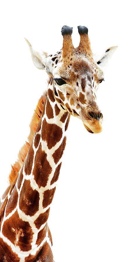 Athena Mckinzie, Giraffe Photography, Giraffe Artwork, Giraffe Images, Fine Art America Photography, Giraffe Pictures, Giraffe Art, Long Neck, Animals Images