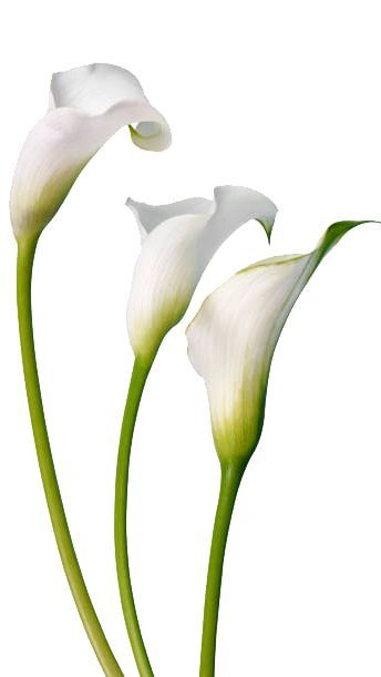 Callas Lily, Cala Lillies, Lily Images, White Calla Lily, First Youtube Video Ideas, Acrylic Painting Flowers, Watercolor Projects, Calla Lilies, Calla Lily