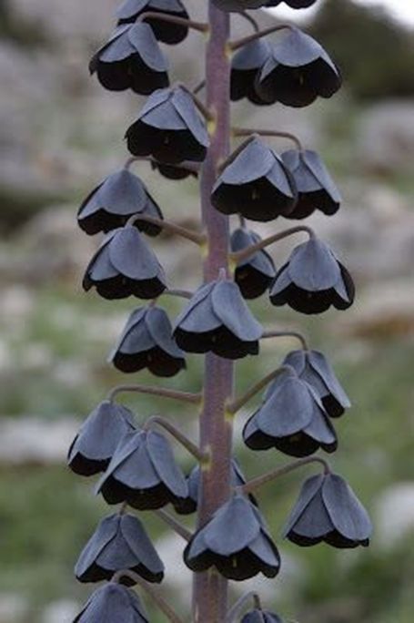 Fritillaria Persica, Black Gardens, Goth Garden, Gothic Garden, Black Garden, Unusual Plants, Unusual Flowers, Flower Care, Rare Flowers