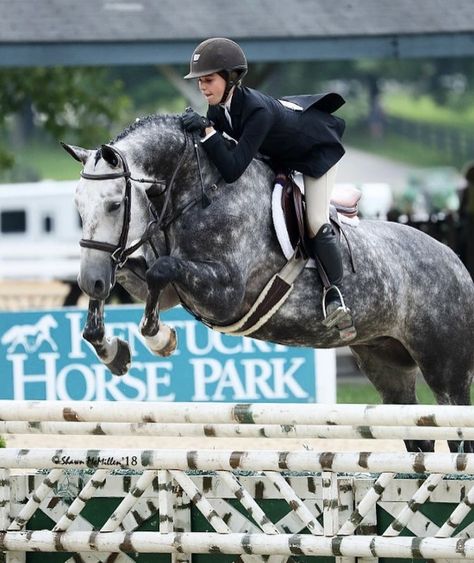 Hunter Jumper Aesthetic, Jumping Aesthetic, Dapple Grey Horses, Hunter Jumper Horses, Hunter Horse, Grey Horses, Horsey Life, Dream Horse Barns, Show Jumping Horses