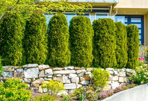 13 Fast-Growing Privacy Trees - Backyard Boss Property Line Landscaping, Privacy Shrubs, Privacy Hedges, Thuja Green Giant, Shrubs For Privacy, Emerald Green Arborvitae, Tall Shrubs, Leyland Cypress, Privacy Hedge