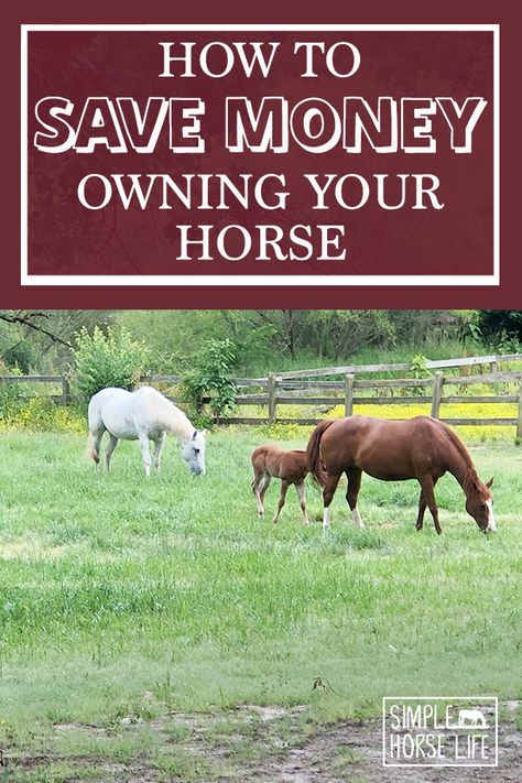 Cost Of Owning A Horse, Horse Farm Hacks, Owning A Horse For The First Time, Diy Horse Stuff, Paddock Fencing, Owning Horses, Make Money Homesteading, Happiness Pictures, Owning A Horse