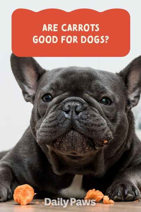 Vegetables are a healthy snack for people, but can dogs eat carrots? Here's what to know before feeding your dog carrots. #dogcare #dogs #doghealth #healthydogs #dognutrition #dogdiet #careforyourdog Can Dogs Eat Carrots, Carrot Dogs, Healthy Fruits And Vegetables, Veterinary Services, Artificial Food, Dog Health Care, Dog Nutrition, Dog Diet, Can Dogs Eat