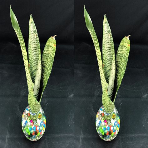 Rana Craft - How to Grow and Decorate Snake Plants in Water | Snake Plants Indoor Water Garden Idea Snake Plant Arrangement, Snake Plants In Water, Snake Plant Indoor, Water Snake, Indoor Water Garden, Beautiful Vases, Snake Plants, Garden Idea, Plants Indoor