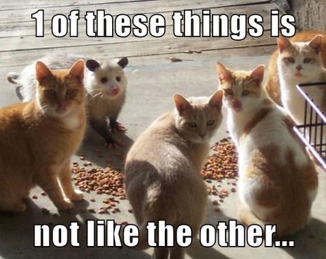 One of These Things Just Doesn't Belong Cat Instagram, Animal Humour, Cat Mask, Funny Cat Memes, Calico Cat, Funny Cute Cats, Silly Cats, Cat Cat, Funny Animal Pictures