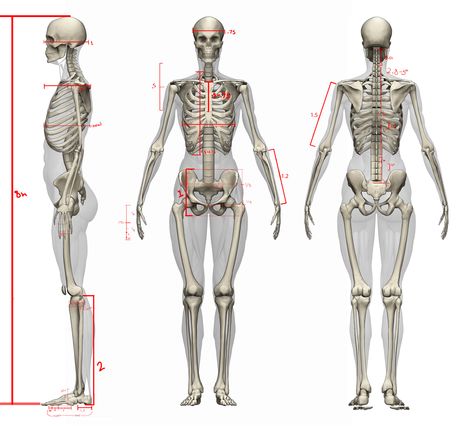 female proportions, Heroic Female Skeletal Anatomy, Female Skeleton Reference, Female Skeleton Art, Female Proportions, Anatomy Proportions, Women Anatomy, Heroic Pose, Human Body Proportions, Female Skeleton