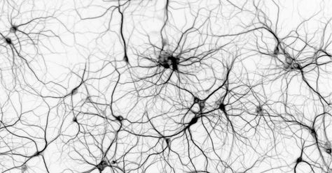 Regeneration Aesthetic, Neuroscience Art, Brain Neurons, Artificial Neural Network, Brain Art, Brain Cells, Neural Network, Outdoors Tattoo, Backgrounds Wallpapers