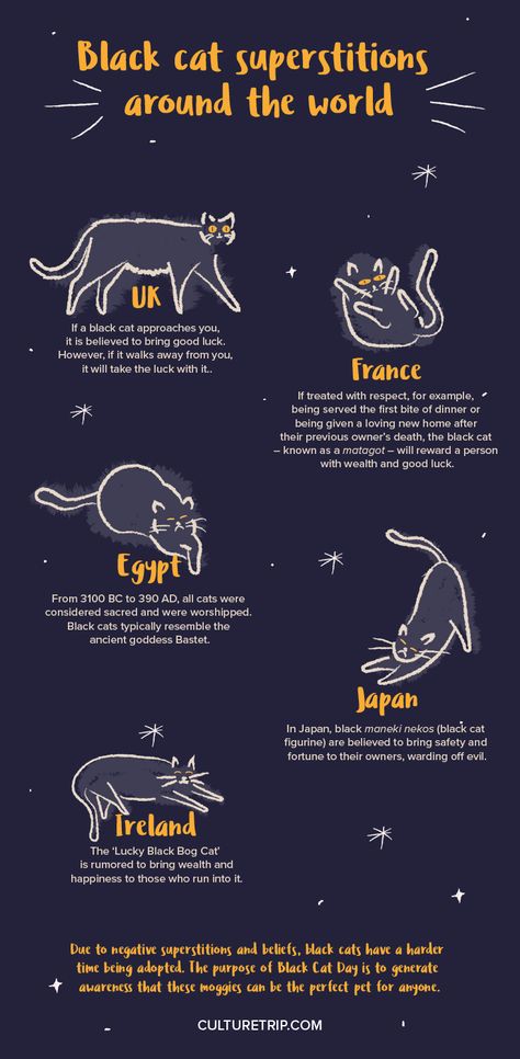 Black Cat Knowledge, Black Cat Spirit Animal, Black Cat Familiar, Black Cat Spiritual, Black Cat Superstition, Cats 101, Cat Info, Cat Care Tips, Owning A Cat