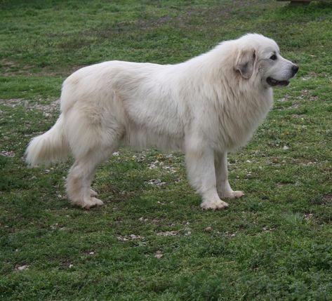 White Retriever, Mountain Dog Breeds, Names Male, Pyrenees Puppies, Great Pyrenees Puppy, Animals Jokes, Puppies Pictures, Pyrenees Dog, Dog Stock Photo