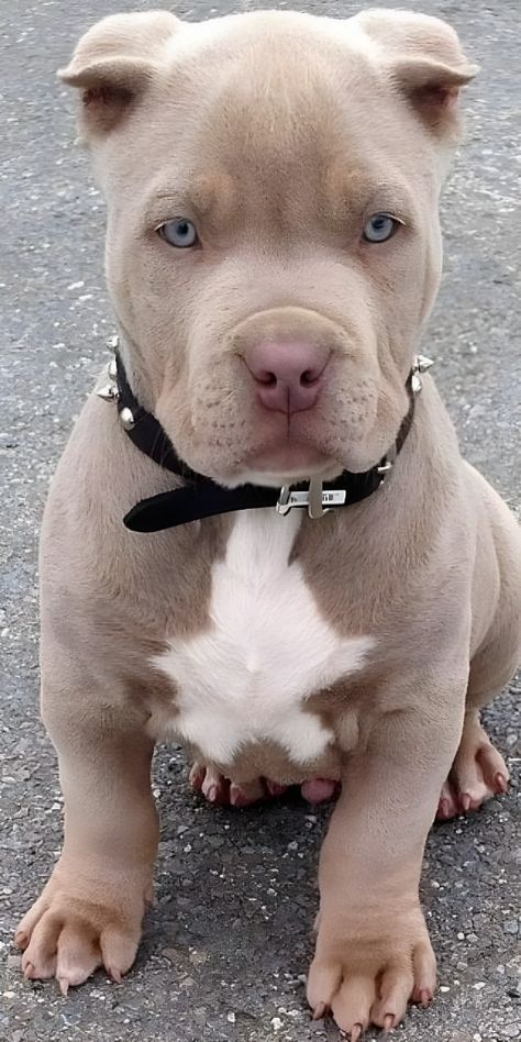 Cute Pitbull Puppies, Pitbull Blue, Cute Pitbulls, Blue Pitbull, Pitbull Puppies For Sale, Pit Bull Puppies, Blue Nose Pitbull, Cute Dog Wallpaper, Fluffy Puppies