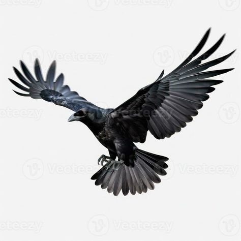 Flying black crow isolated Raven Flying, Crow Flying, Crow Images, Crows Drawing, Crow Tattoo Design, Crow Painting, Crow Tattoo, Raven Tattoo, Crow Art