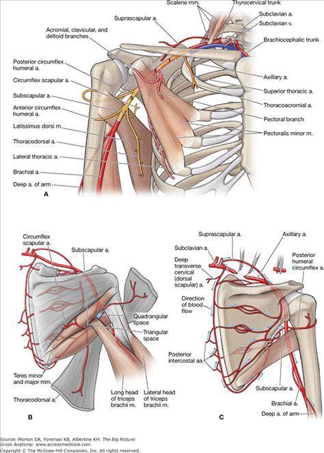 Axillary Artery, Upper Limb Anatomy, Muscles Anatomy, Shoulder Anatomy, Brachial Plexus, Gross Anatomy, Anatomy Physiology, Human Body Anatomy, Medical School Studying