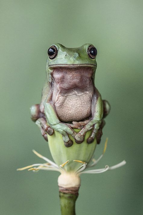 Perched on Lotus Pod Frog Sitting, Funny Frogs, Green Frog, A Frog, Frog And Toad, Tree Frogs, Appaloosa, Reptiles And Amphibians, Cute Frogs