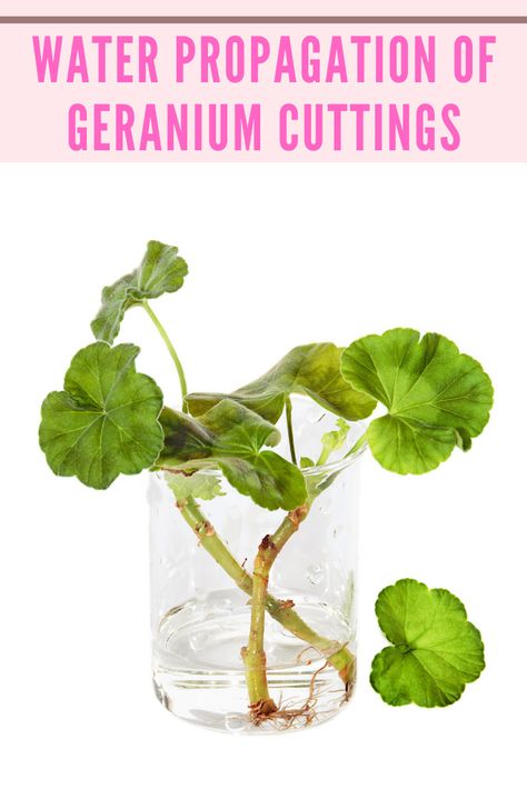 overwintering-geraniums-cuttings Rooting Geranium Cuttings, How To Propagate Geraniums Plants, Growing Geraniums Indoors, Geranium Cuttings How To Take, Propagating Geraniums From Cuttings, How To Overwinter Geraniums, How To Propagate Geraniums, Geranium Propagation, How To Grow Geraniums