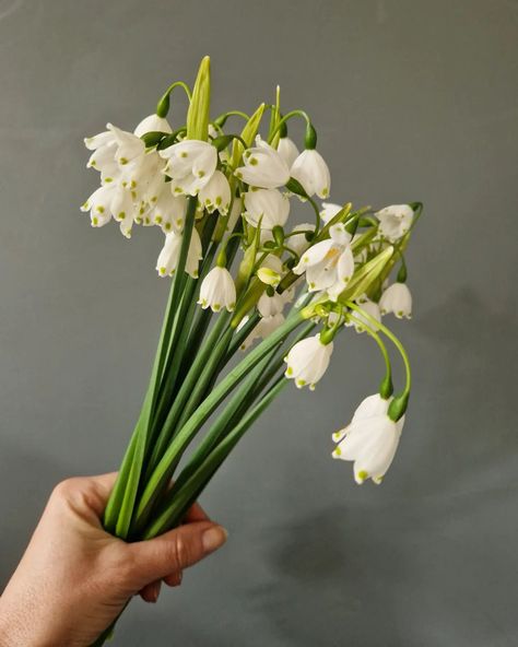 Snowflakes...gotta love these delicate flowers for creating a bit of bounce in a Spring bouquet 🥰 #springflowers #britishflowers #bristolflorist #floralinspiration #flowersfromthefarm #britishgrownflowers #britishgrowers #growninbristol Snowdrop Bouquet, Snowflake Flower, White Lily Flower, British Flowers, White Lily, Spring Bouquet, Delicate Flowers, White Lilies, Lily Flower