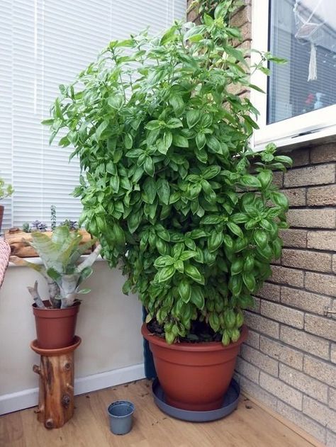 How to Grow Big Basil Plant Like a Shrub for Unlimited Harvest Basil Growing, Harvesting Basil, Front Door Plants, Small House Garden, Companion Planting Vegetables, Growing Basil, Herb Containers, Herb Garden Design, Basil Plant