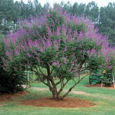 Vitex chaste tree, fast growing, Large clusters of lilac flowers, full sun, 15 - 25 feet tall Vitex Tree, Small Ornamental Trees, Digging Dogs, Clematis Armandii, Vitex Agnus Castus, Agnus Castus, Chaste Tree, Clematis Montana, Tree Seedlings