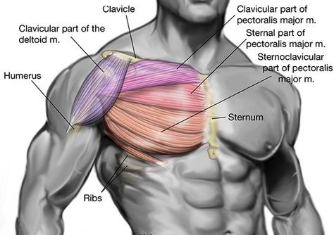 Parts of the chest Muscle Names, Push Workout, Fitness Memes, Pectoral Muscles, Workout Routine For Men, Muscle Anatomy, Random Picture, Chest Muscles, Anatomy Study