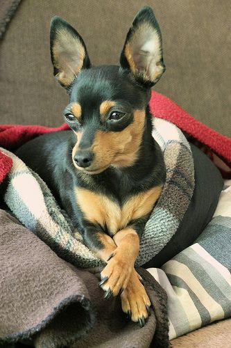 Miniature Pinscher - After zipping around the living room a few times, this dog is ready to curl up in a corner and take their eight-hour nap. Relatively healthy and easy to groom. Miniature Pincher, Mini Pincher, Mini Doberman, Miniature Pinscher Dog, Mini Pinscher, Friends Ideas, Min Pins, Dogs Grooming, Doberman Puppy