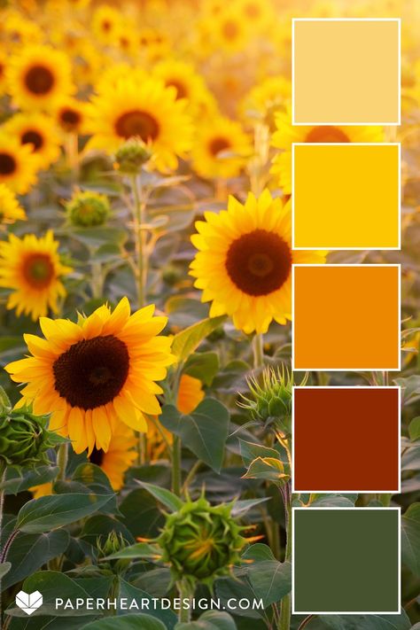 Sunflower Color Pallete, Yellow Green Brown Red Color Palette, Sunflower Pallet Color, Sunflower Color Scheme, Sunshine Colour Palette, Sunflower Colour Palette, Green Yellow Orange Color Palette, Yellow Color Palette Colour Schemes, Color Palette Sunflower