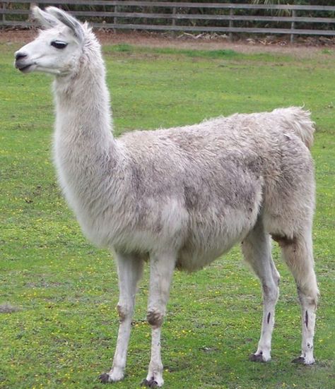 Lama Animal, Llama Images, Llama Drawing, Llama Arts, Alpaca Clothing, Drama Llama, Llama Alpaca, American Quarter Horse, Illustration Ideas