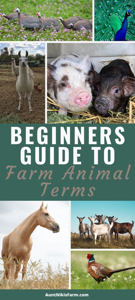 Backyard Animal Farm, Best Farm Animals, How To Start A Hobby Farm, Homestead Animals For Beginners, Hobby Farm Animals, Farm Dream, Animal Farming, Homestead Animals, Mini Farm Ideas