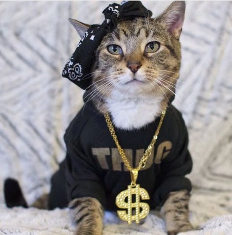 Thug Life Thug Cat, Thug Life Cat, Sassy Cat, International Cat Day, Cat Fashion, Cat Quotes, Cat Birthday, Cat Costumes, Cute Cats And Kittens