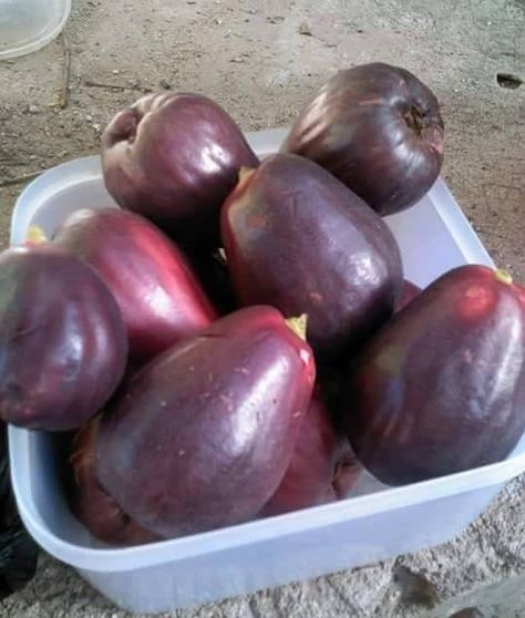 Jamaican Apple, Kingston Jamaica, Life Abroad, Freshly Picked, Exotic Fruit, Best Fruits, West Indies, Fruits And Vegetables, Jamaica