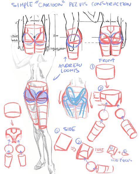 How To Draw Pelvis, How To Draw Hips, Draw Hips, Pelvis Drawing, Rad Sechrist, Cartoon Construction, Anatomy Studies, Animation Anime, Human Anatomy Drawing