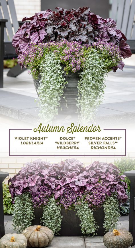 Autumn Garden Pots Ideas, Sedum In Containers Planters, Purple And White Fall Porch, Purple Fountain Grass Fall Container, Heuchera Pot Ideas, Modern Fall Planters, Fall Potted Plants Front Porches Shade, Fall Plants For Containers, Fall Garden Containers