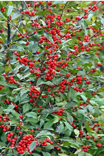 By Julie Christensen Found throughout the eastern United States and Canada, winterberry holly (Ilex verticillata) is aptly named for its bright-red berries that persist well into winter, attracting birds and wildlife. This native shrub grows 6 to 15 feet tall and wide. It spreads through suckers and has a rounded, informal shape. In addition to … Winterberry Bush, Winterberry Holly, Holly Shrub, Holly Bush, Berry Plants, Berry Bushes, Holly Tree, Meteor Garden 2018, Winter Plants