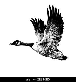 Geese Drawing, Goose Graphic, Goose Drawing, Goose Tattoo, Shorebirds, Flying Geese, Diy Projects To Try, Canada Goose, Art Inspiration