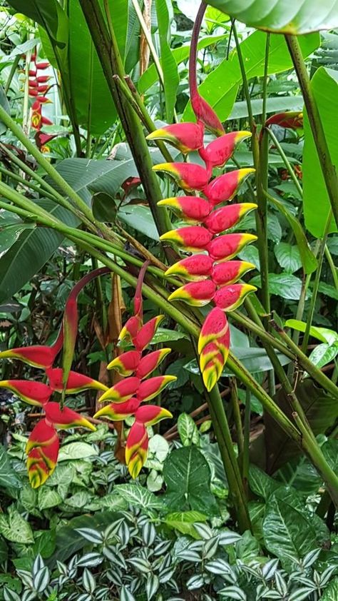 Heliconia Garden, Heliconia Plant, Heliconia Flower, Bequia, Rainforest Plants, Tropical Garden Design, Tropical Flower Plants, Tropical Backyard, Growing Hydrangeas