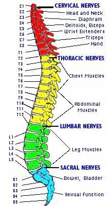 Brain Nervous System Herniated disc between S1 and L5 | Diagram of the human spine showing vertebrae numbers Spine Health, Medical School Studying, Nursing School Notes, Human Anatomy And Physiology, Medical Anatomy, Medical Studies, Nursing Tips, The Nervous System, Body Anatomy