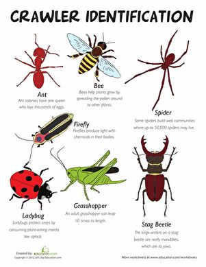 For every kid who loves creepy-crawly critters, here's a fun activity to enjoy outside! Learn some fun facts about bugs and record observations of your own. Insects For Kids, Spider Identification, Insect Study, Bug Identification, Insect Identification, Harmful Insects, Mini Beasts, Insect Unit, Insects Preschool