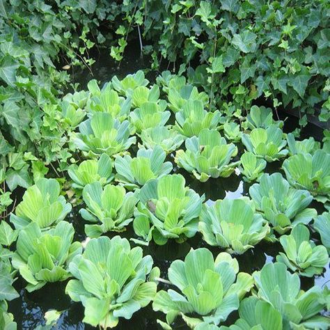 Rosette Water Lettuce or Pistia stratiotes Floating Plant Pistia Water Plant, Water Lettuce, Water Garden Plants, Aquatic Garden, Floating Water, Live Aquarium Plants, Aquatic Plant, Live Aquarium, Floating Plants