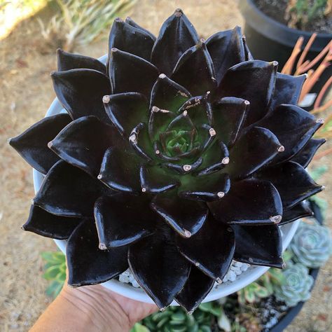 Black Succulents, Gothic Flowers, Goth Garden, Gothic Garden, Colorful Succulents, Black Garden, Black Goth, Unusual Flowers, Black Flowers